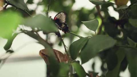 Patrick Schulze - Frau Hase 